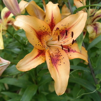 Foto: Martin Bucher, Braunschweig